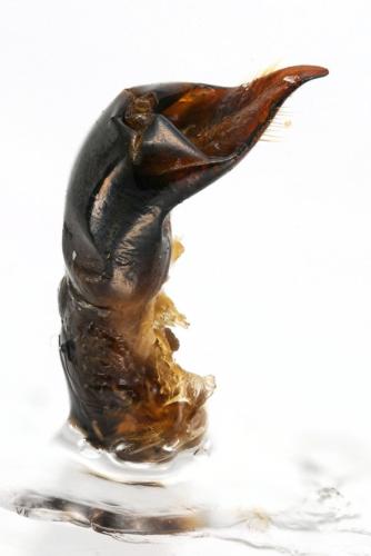 Réf. 308 982 : Cryptocephalus globicollis